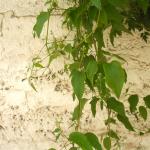 DSC07560.jpg