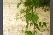 DSC07560.jpg