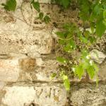 DSC07558.jpg