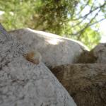 DSC07273-1.jpg