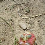 DSC07291-1.jpg