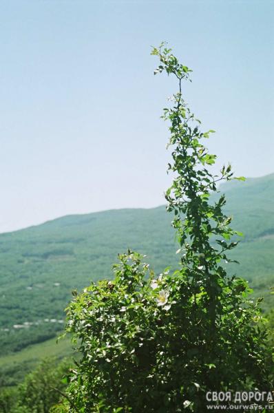 19970125-1.jpg