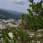 DSC07483-1.jpg