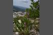 DSC07483-1.jpg