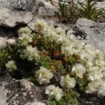 DSC07485-1.jpg