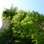 DSC06989-1.jpg