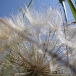 DSC06978-1.jpg