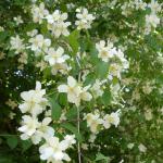 DSC06997-1.jpg