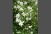 DSC06997-1.jpg