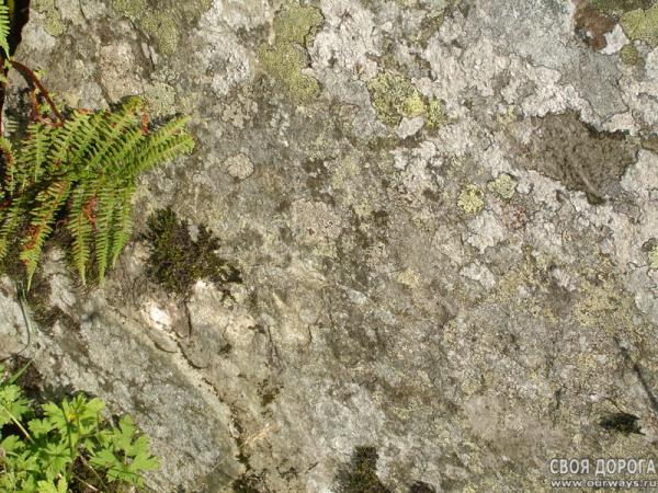 DSC02443.jpg