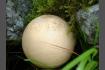 DSC02442.jpg