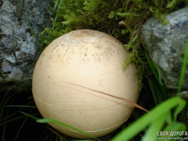 DSC02442.jpg