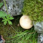 DSC02440.jpg