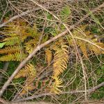 DSC02414.jpg