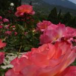 DSC07375.jpg