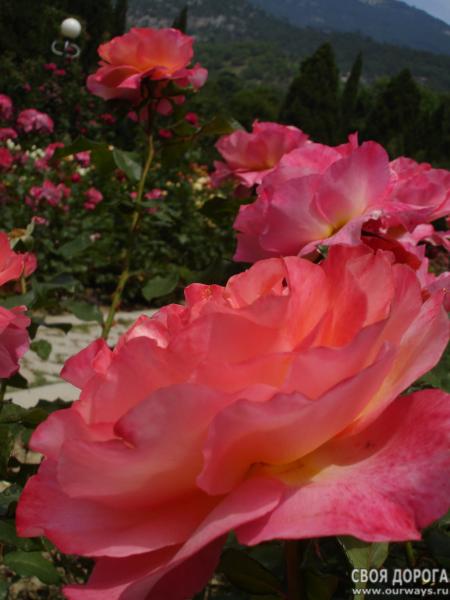 DSC07375.jpg
