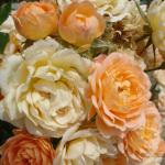 DSC07339.jpg