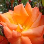 DSC07336.JPG
