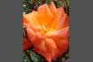 DSC07336.JPG