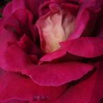 DSC07382.JPG