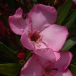 DSC07404.JPG