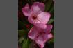 DSC07404.JPG