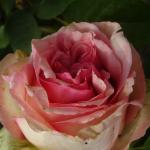 DSC07394.jpg