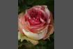 DSC07394.jpg