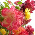 DSC07348.jpg
