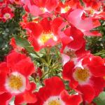 DSC07369.jpg