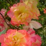 DSC07347.jpg