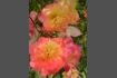 DSC07347.jpg