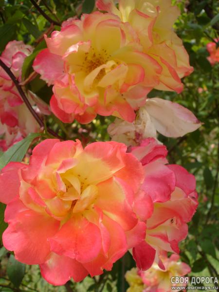 DSC07347.jpg
