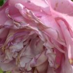 DSC07358.JPG