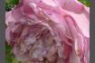 DSC07358.JPG
