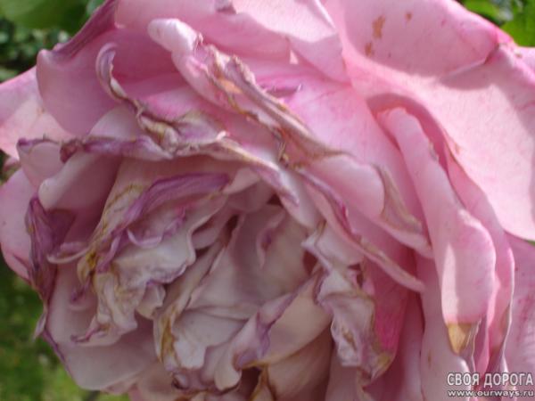 DSC07358.JPG