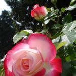 DSC07356.JPG