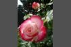 DSC07356.JPG