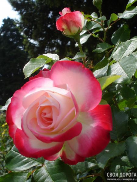 DSC07356.JPG