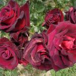 DSC07379.JPG