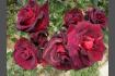 DSC07379.JPG