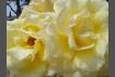 DSC07331.JPG