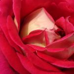 DSC07381.JPG