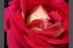DSC07381.JPG