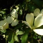 DSC07429.JPG