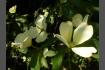 DSC07429.JPG