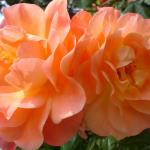 DSC07351.JPG