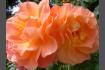 DSC07351.JPG