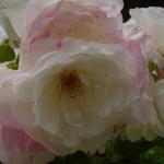 DSC07390.JPG