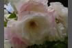 DSC07390.JPG